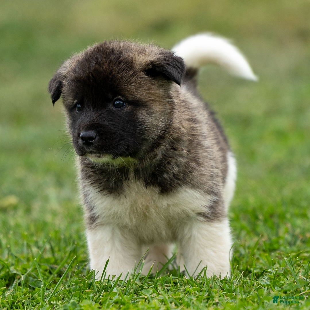 Akita dogs for sale: Pumpkin - Ad 9