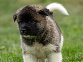 Akita dogs Pumpkin - Ad 5