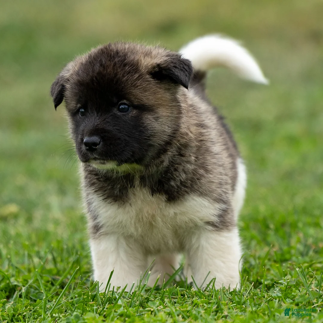 Akita dogs for sale: Pumpkin - Ad 9
