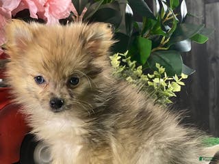 Pomeranian dogs Paige - Ad 34