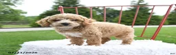 Cockapoo dogs for sale: Delilah - Ad 4
