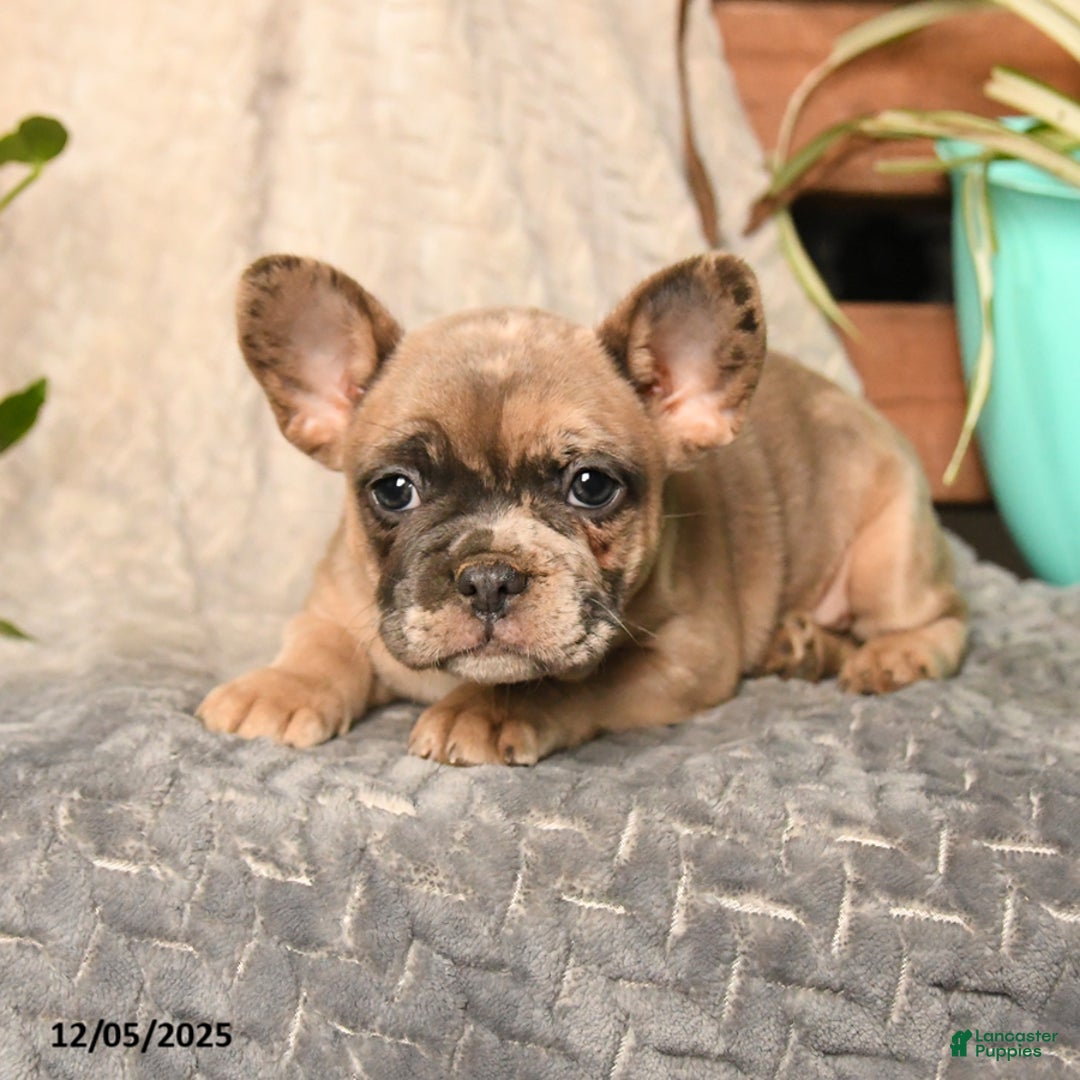 French Bulldog dogs for sale: Baby Ruth - Ad 3