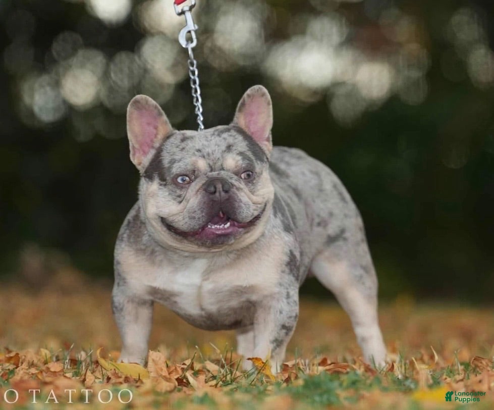 French Bulldog dogs Bumpy Johnson - Ad 1