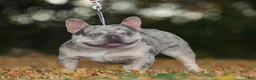 French Bulldog dogs for stud: Bumpy Johnson - Ad 1