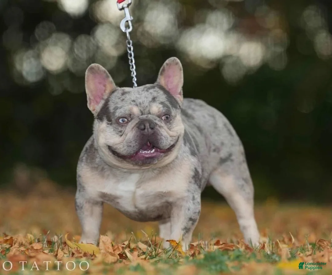 French Bulldog dogs for stud: Bumpy Johnson - Ad 1