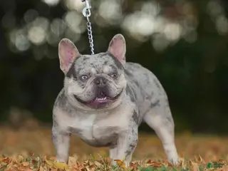 French Bulldog dogs Bumpy Johnson - Ad 1