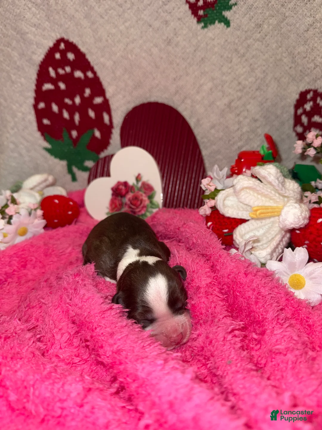 Mixed Breed dogs for sale: kisses - Ad 2