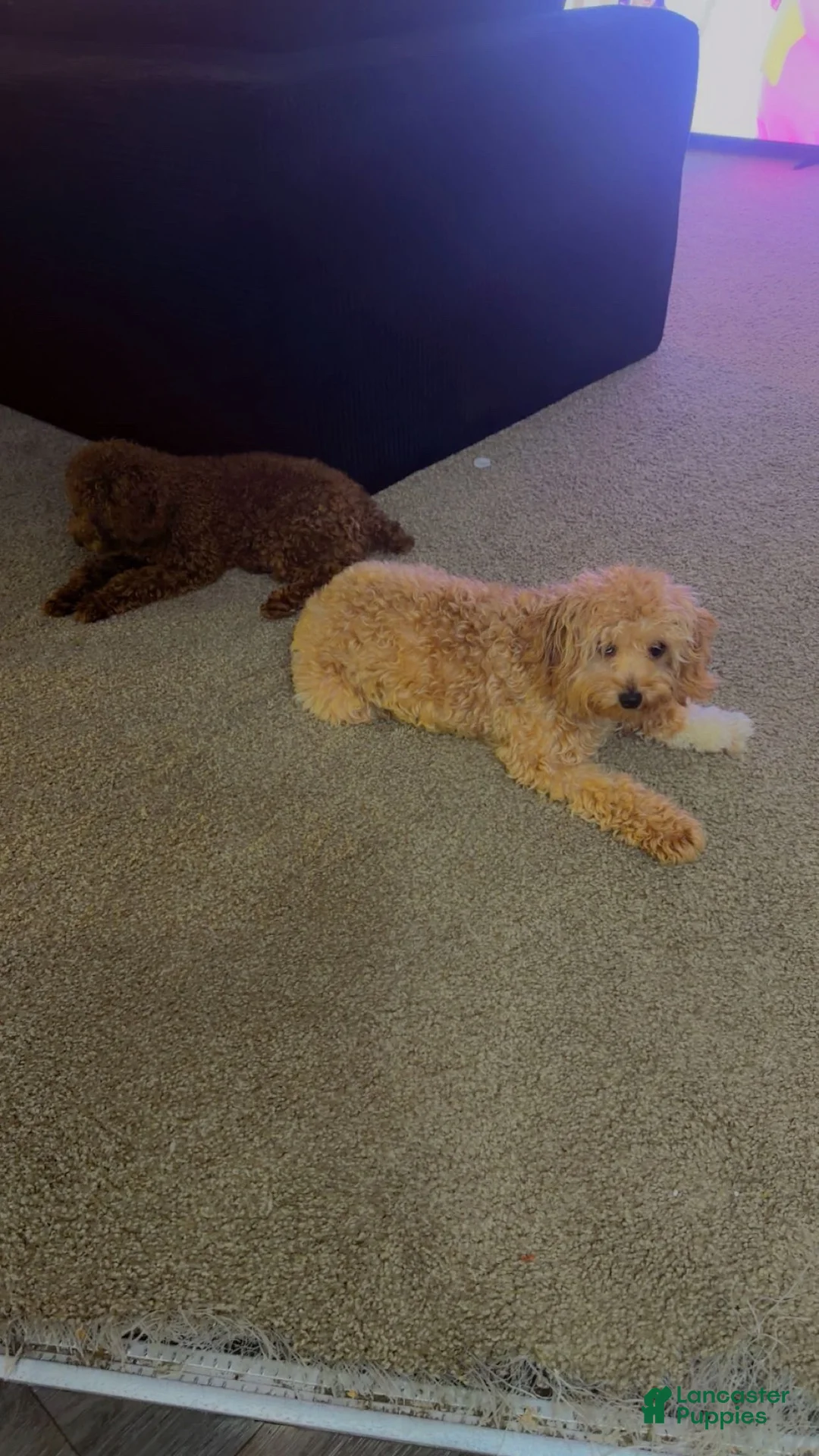 Cockapoo dogs for sale: Cockapoo - Ad 2