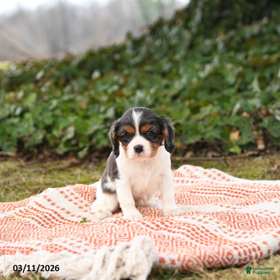 Cavalier King Charles Spaniel dogs Checkers - Ad 2