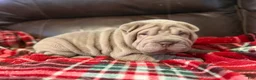 Shar Pei dogs for sale: Diana - Ad 3