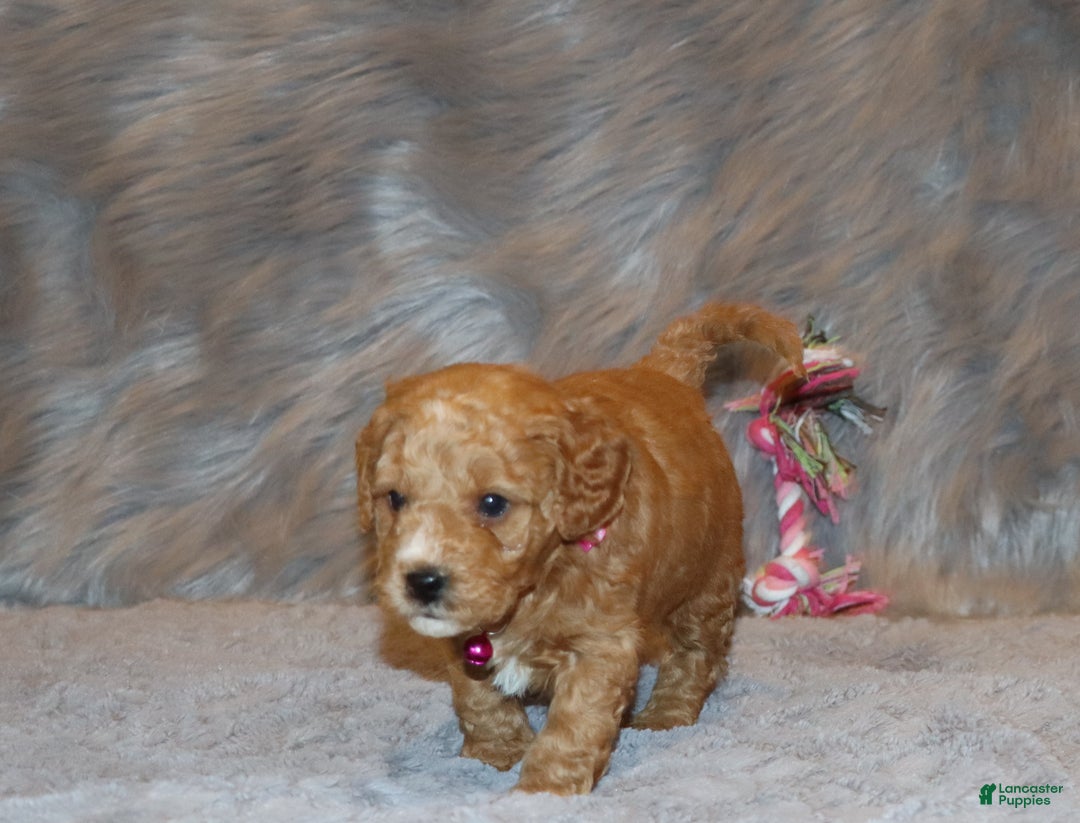 Mini Goldendoodle dogs for sale: Wanda - Ad 4