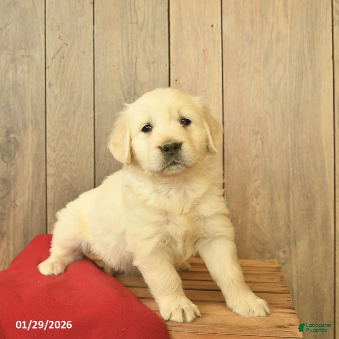 Golden Retriever dogs for sale: Goldie  - Ad 3