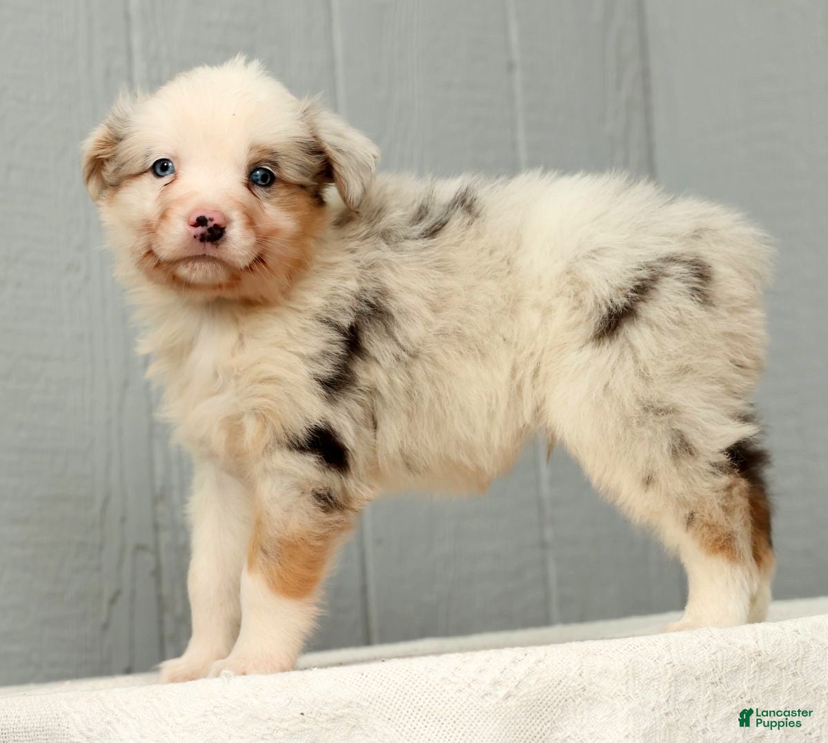 Australian Shepherd dogs Gordy - Ad 2