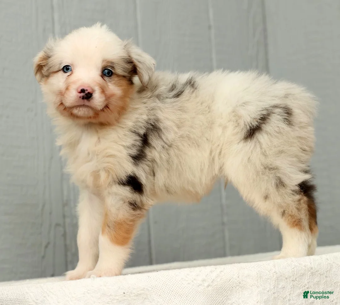 Australian Shepherd dogs for sale: Gordy - Ad 1