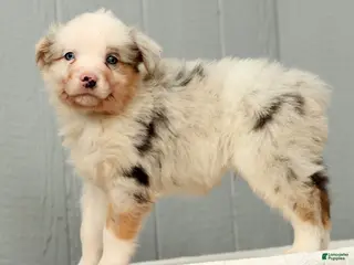 Australian Shepherd dogs Gordy - Ad 2
