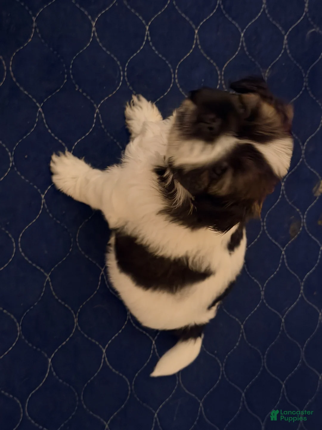 Shih Tzu dogs for sale: Shih Tzu 3 - Ad 2