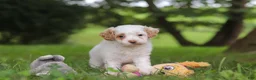 Cavapoo dogs for sale: Mia - Ad 7