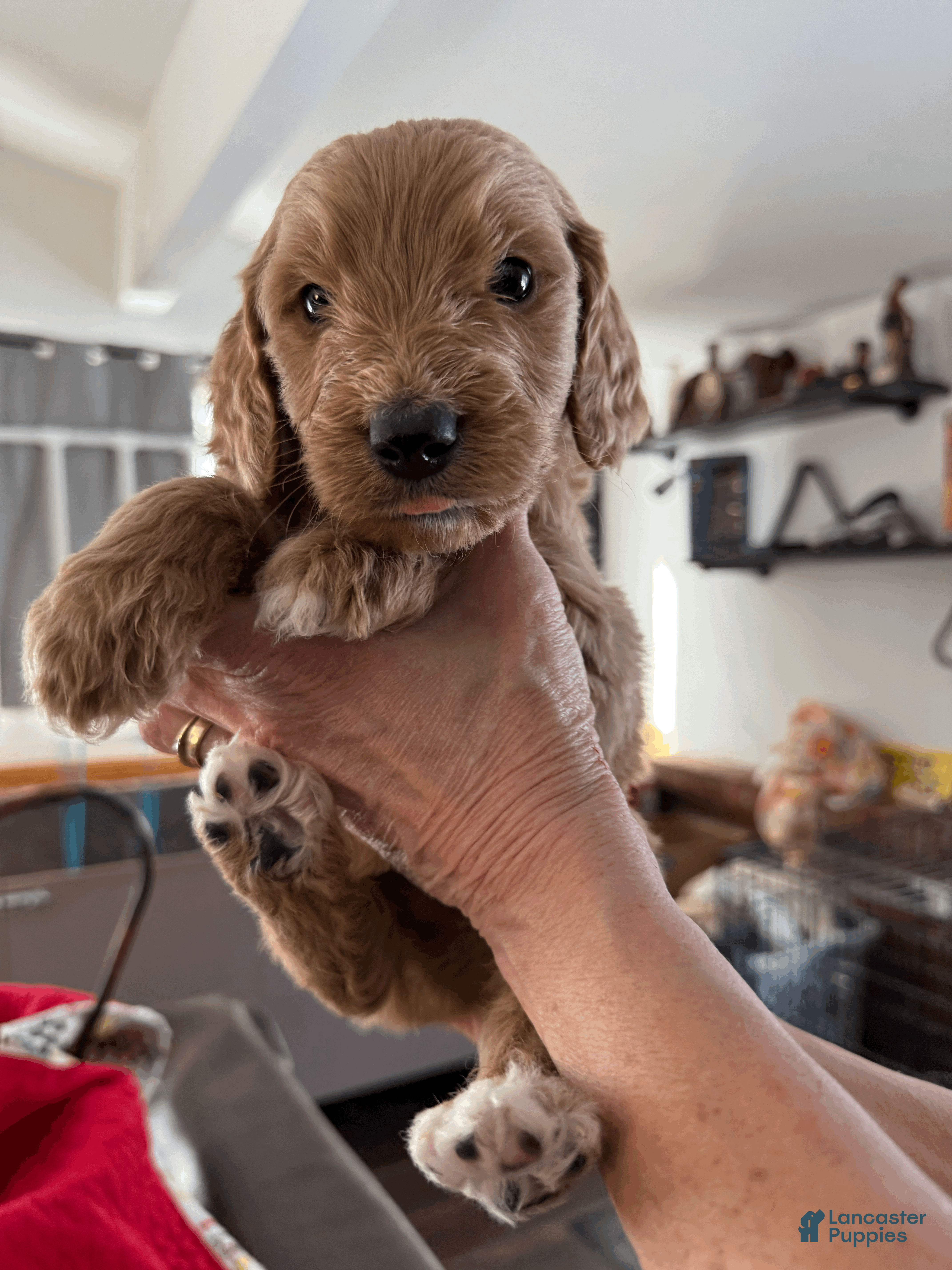 Goldendoodle dogs Dark Green - Ad 29