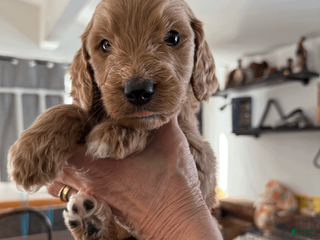 Goldendoodle dogs Dark Green - Ad 29