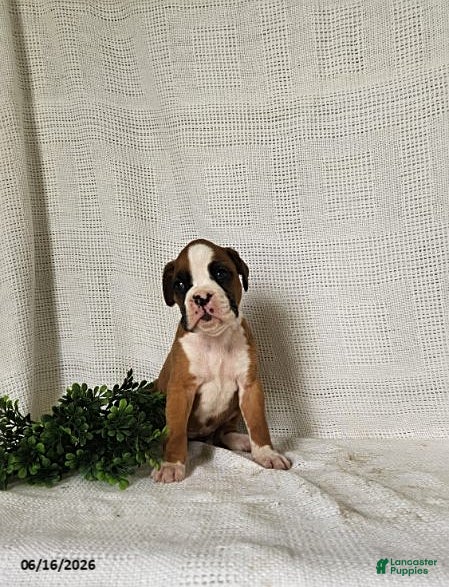 Boxer dogs Chloe - Ad 2