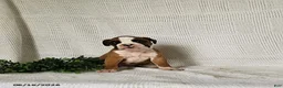 Boxer dogs for sale: Chloe - Ad 2