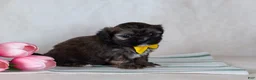 Mixed Breed dogs for sale: Diego - Ad 4