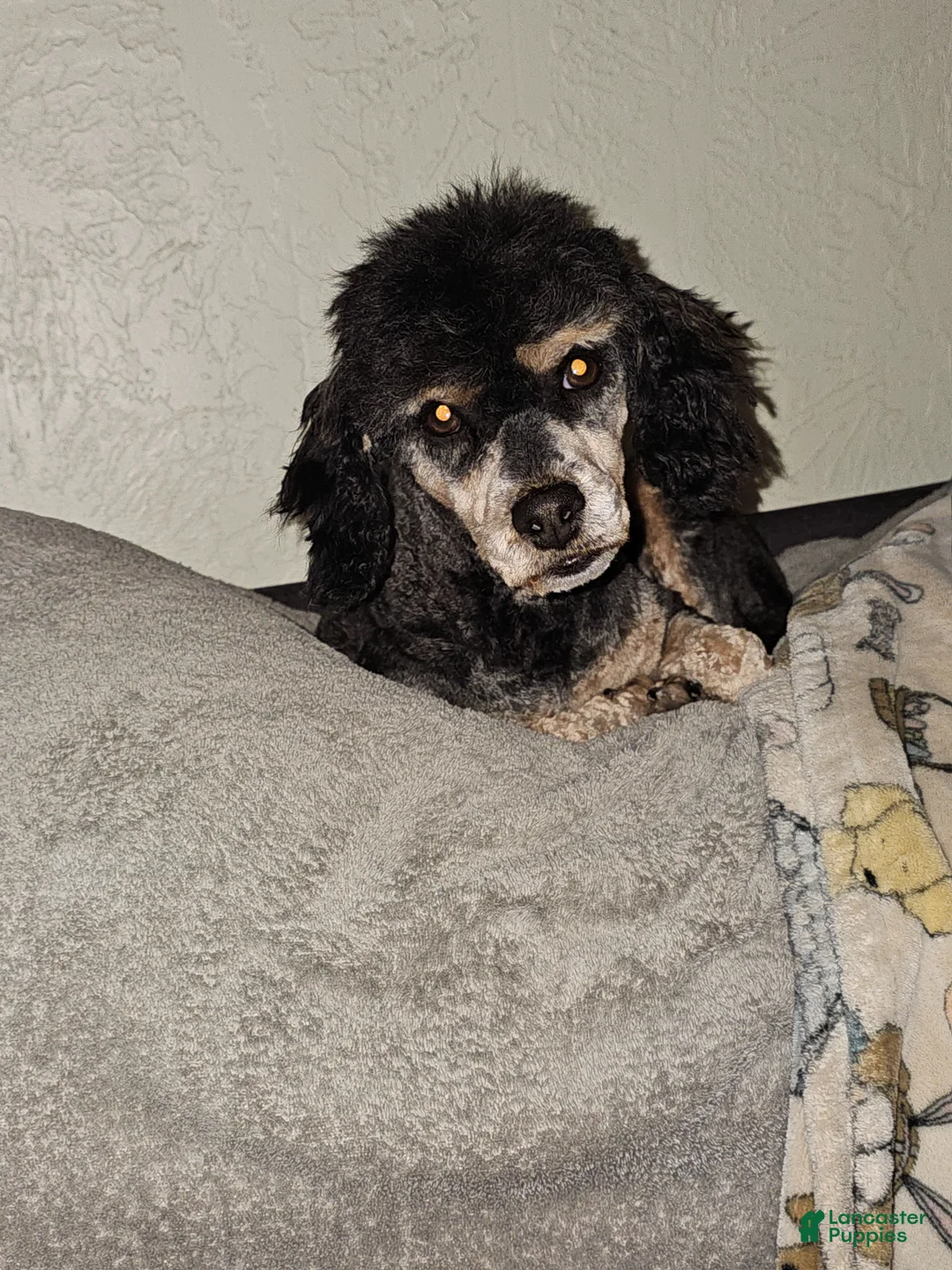 Cockapoo dogs for sale: Wyatt  - Ad 2