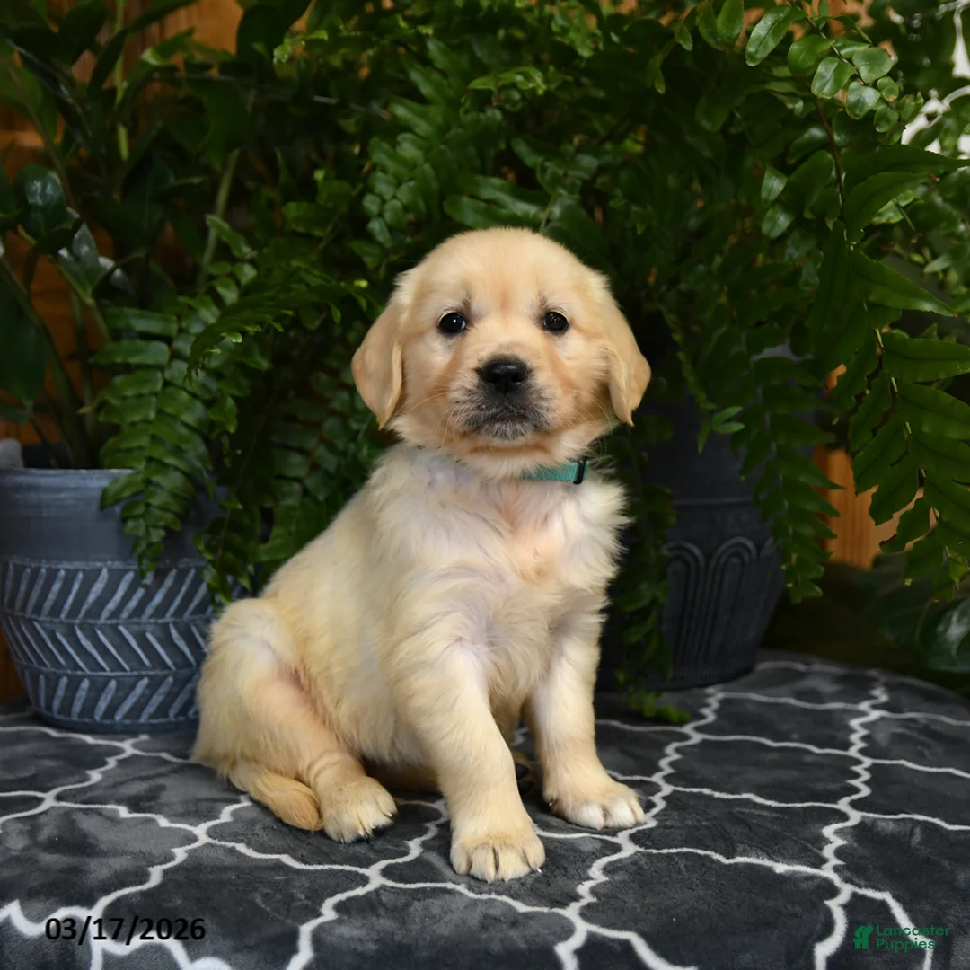 Golden Retriever dogs for sale: Harper - Ad 2