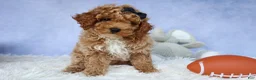 Miniature Poodle dogs for sale: WADE - Ad 15