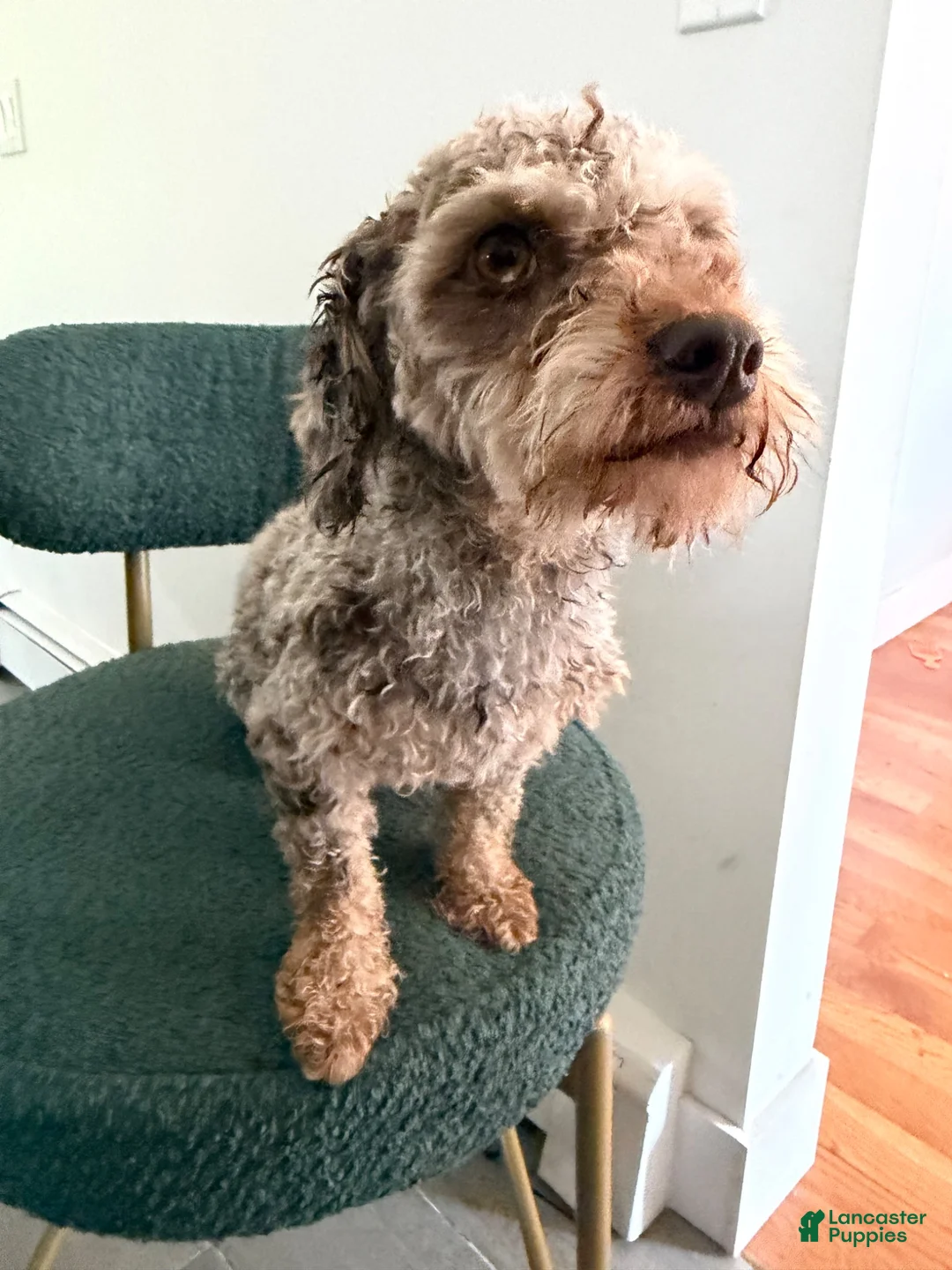 Miniature Poodle dogs for sale: Miniature Poodle 1 - Ad 3