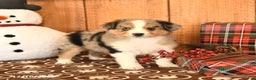 Miniature Australian Shepherd dogs for sale: Jax - Ad 1