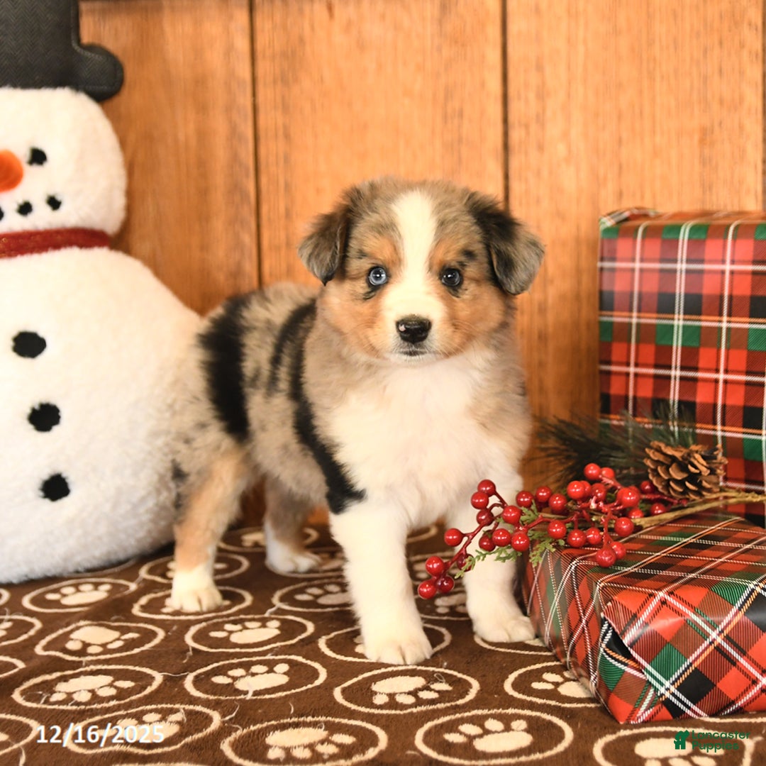 Miniature Australian Shepherd dogs for sale: Jax - Ad 1