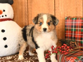 Miniature Australian Shepherd dogs Jax - Ad 21