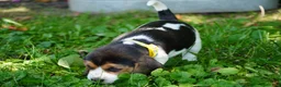 Beagle dogs for sale: Lilly - Ad 7