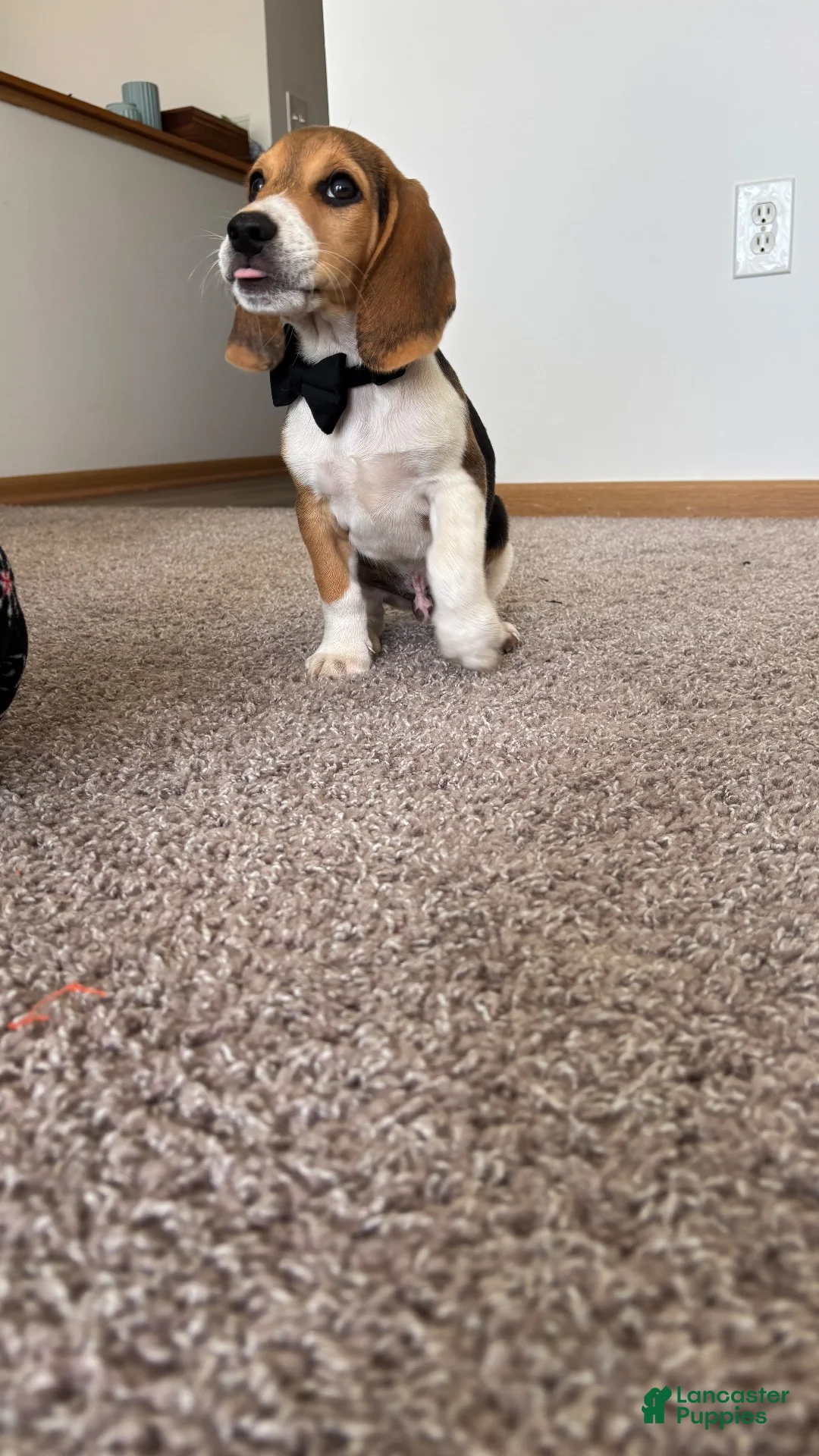 Beagle dogs for sale: Merlin  - Ad 2