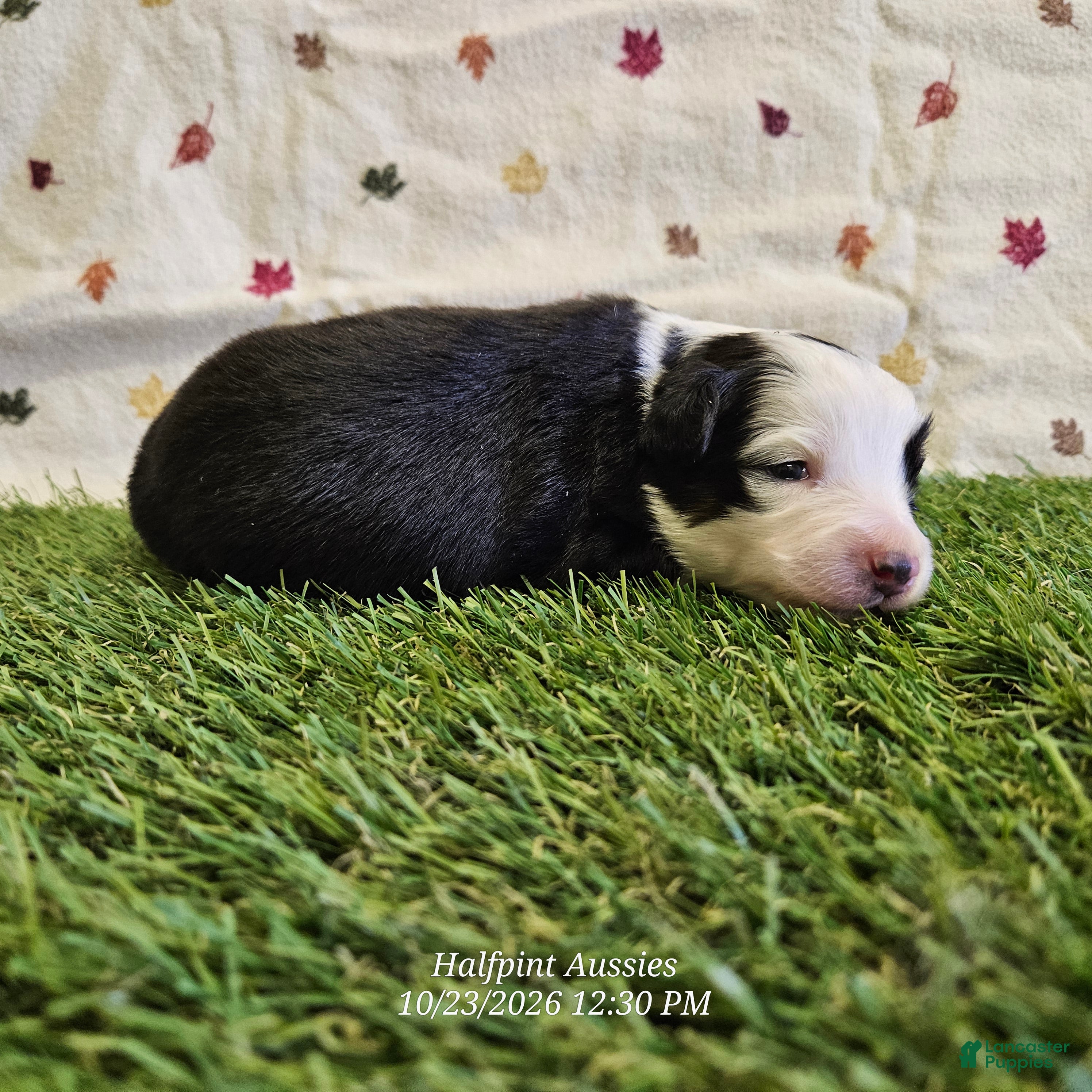 Toy Australian Shepherd dogs for sale: FROST - Ad 1