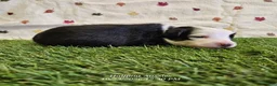 Toy Australian Shepherd dogs for sale: FROST - Ad 1