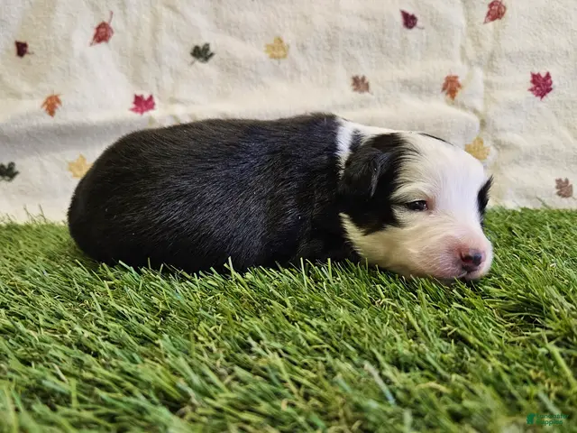 Toy Australian Shepherd dogs for sale: FROST - Ad 1