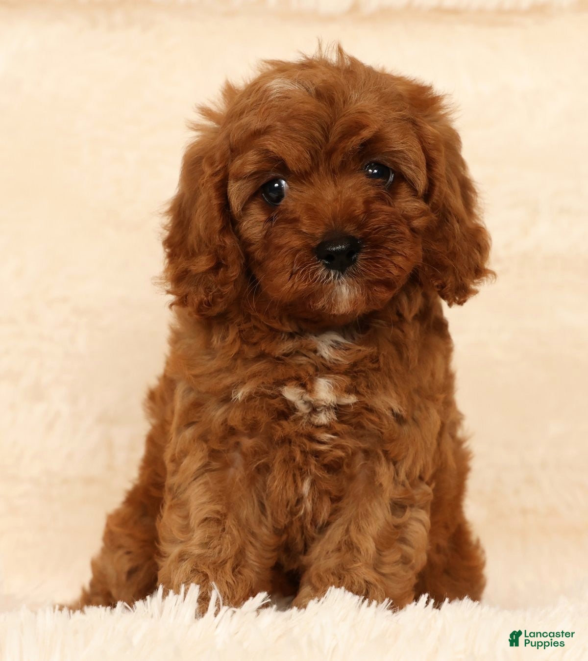 Cavapoo dogs Roxy - Ad 1