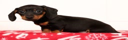 Miniature Dachshund dogs for sale: Harvey - Ad 2