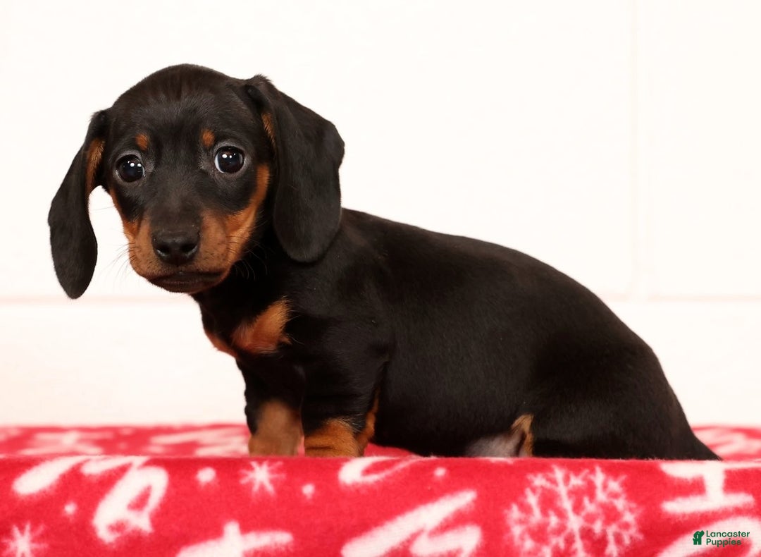 Miniature Dachshund dogs for sale: Harvey - Ad 2