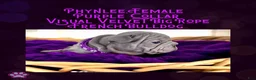 French Bulldog dogs for sale: Phynlee “Purple Collar”, Female  - Ad 6