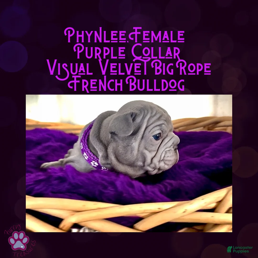 French Bulldog dogs for sale: Phynlee “Purple Collar”, Female  - Ad 6