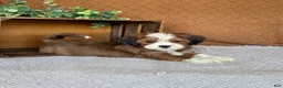 Havanese dogs for sale: Laura  - Ad 4