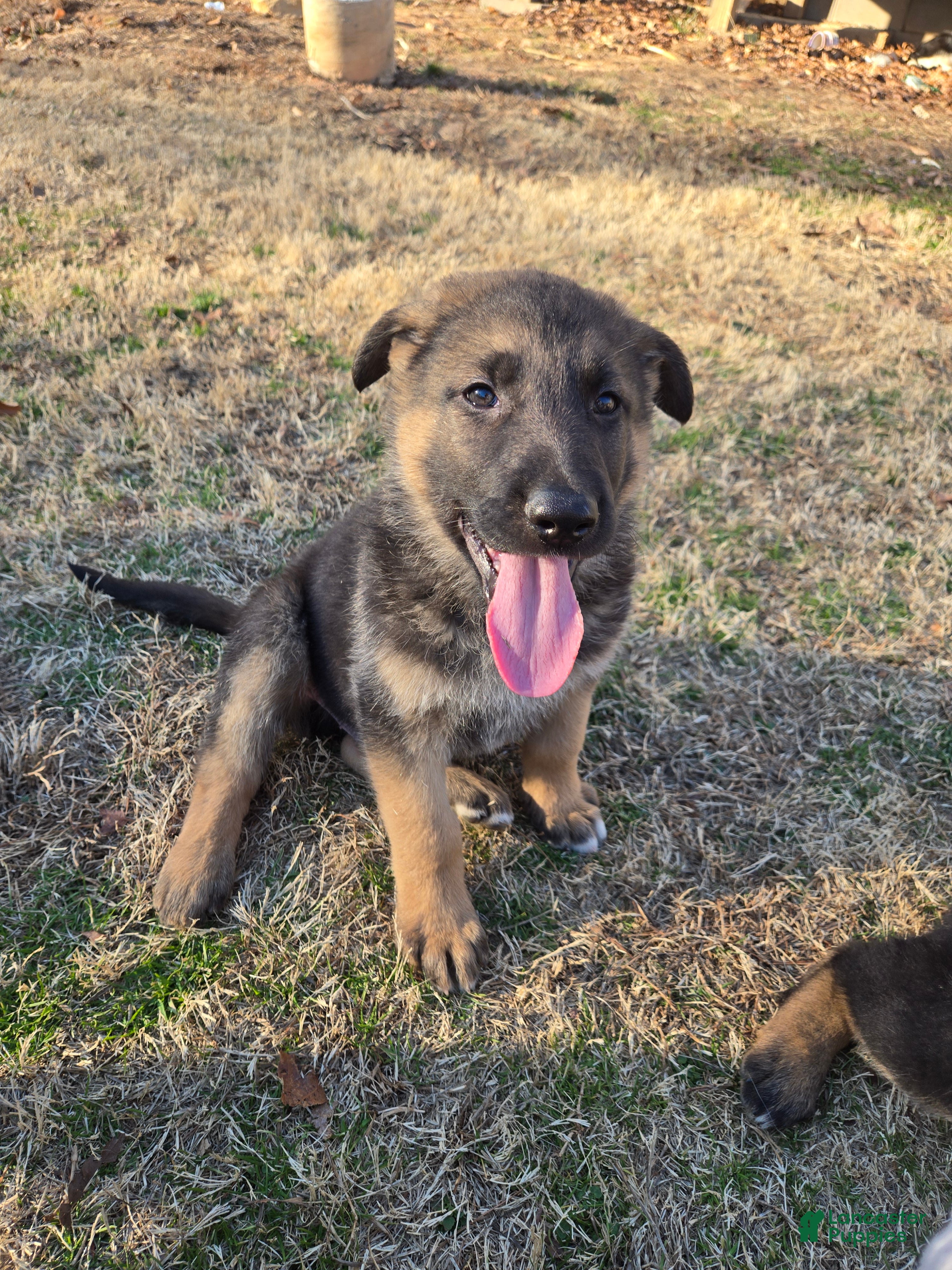 German Shepherd dogs German Shepherd Puppy 1 - Ad 32