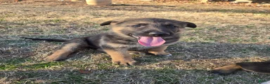 German Shepherd Puppy 1