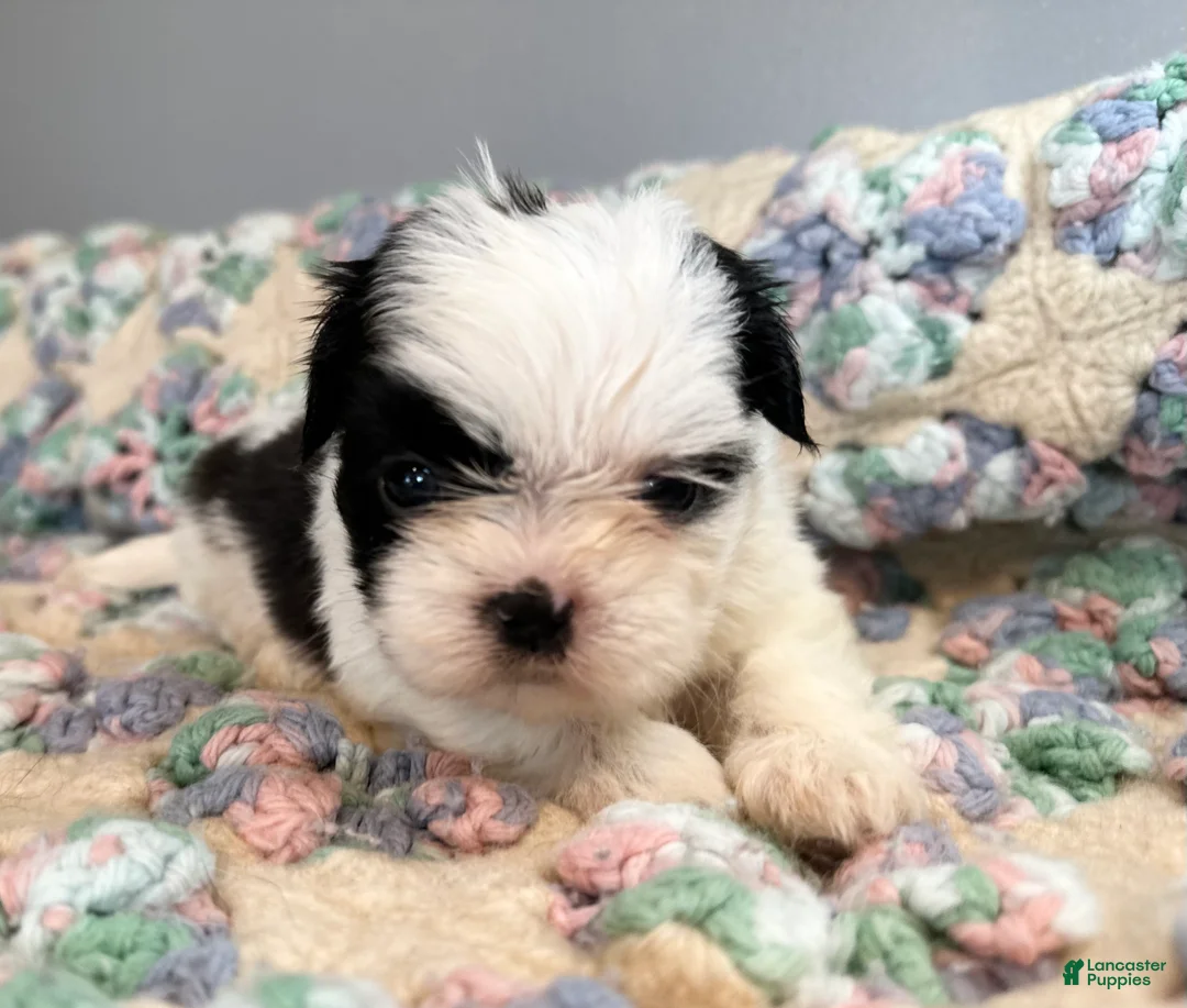Shih Tzu dogs for sale: Shih Tzu 6 - Ad 1