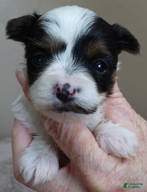 Yorkshire Terrier dogs Claire - Ad 8