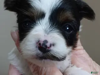 Yorkshire Terrier dogs Claire - Ad 8