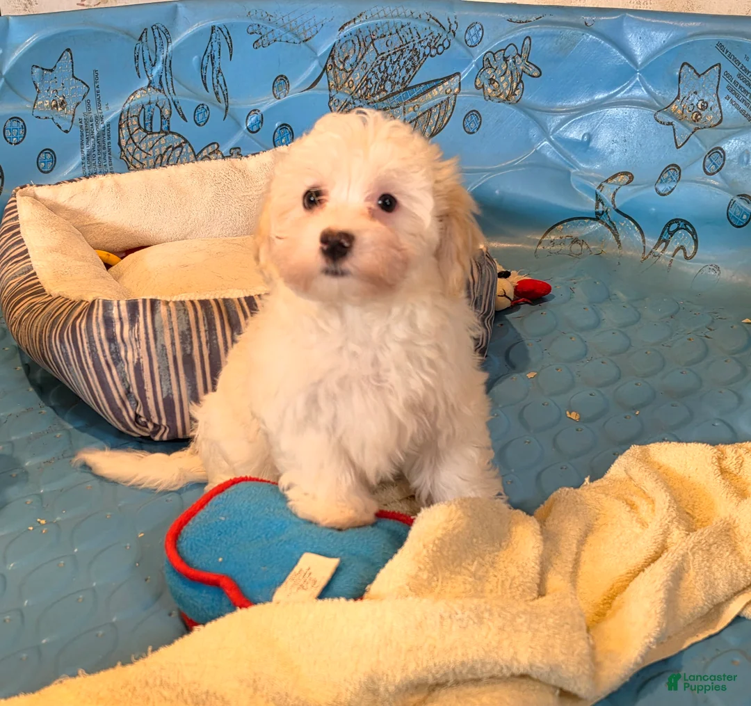 Havanese dogs for sale: Hans - Ad 1